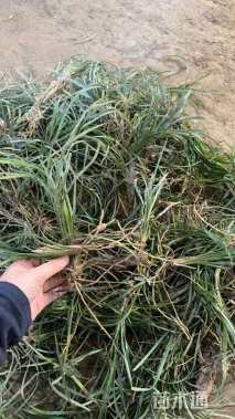 高度20厘米细叶麦冬草