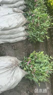 高度35厘米粉花绣线菊