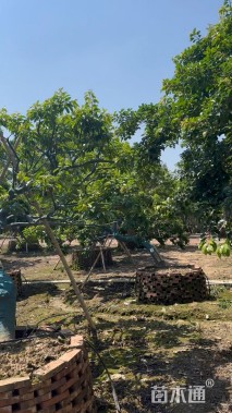 18公分红果冬青