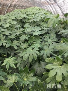 八角金盘工程苗