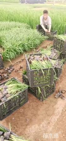 高度20厘米蛇鞭菊