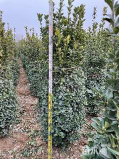 高度80厘米大叶黄杨