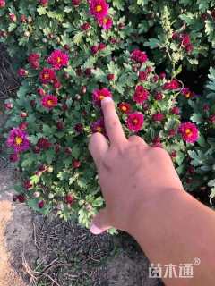 高度25厘米国庆菊