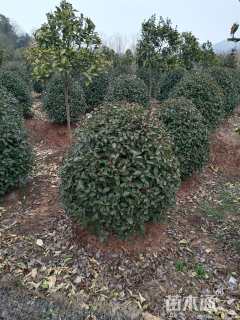 冠幅120厘米红叶石楠球