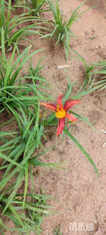 高度25厘米萱草