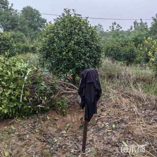 冠幅181厘米红叶石楠球