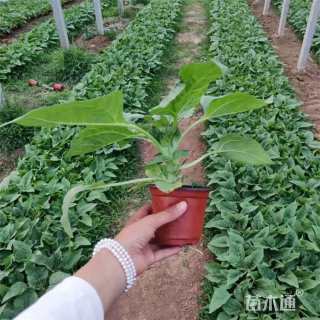 高度30厘米向日葵