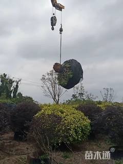 高度180厘米非洲茉莉球