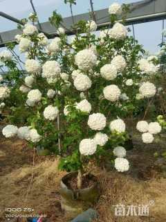 高度100厘米中华木绣球