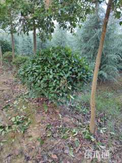 冠幅120厘米红叶石楠球