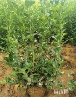 冠幅80厘米卫矛球