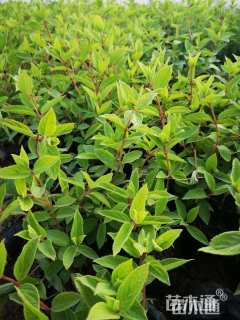 高度40厘米木绣球