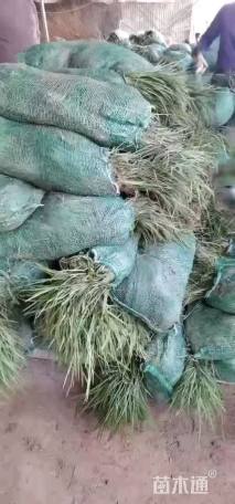 高度30厘米麦冬