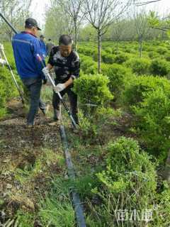 冠幅50厘米小叶女贞球