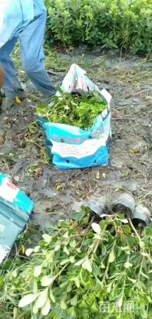 高度40厘米海桐