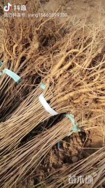 高度30厘米紫穗槐