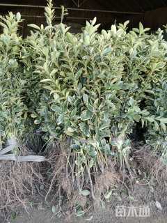 高度50厘米金边黄杨