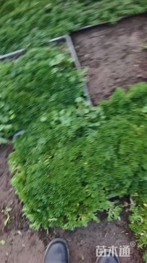 高度5厘米垂盆草