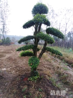 造型红花继木桩