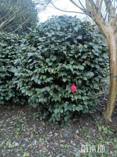 冠幅180厘米山茶花球