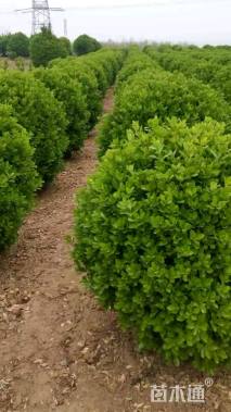 冠幅100厘米大叶黄杨球