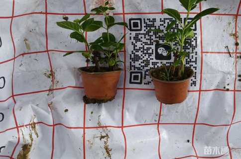 高度20厘米八仙花