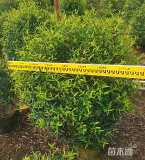 高度80厘米尖叶木樨榄球