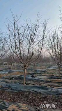 18公分江户彼岸樱