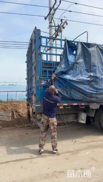 高度80厘米大叶黄杨