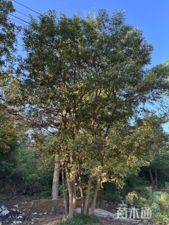 80公分丛生朴树