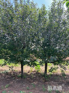 14公分苹果树