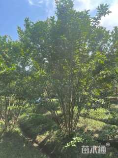 高度400厘米丛生紫薇