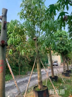 12公分澳洲火焰木