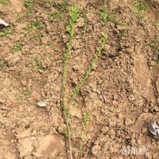 高度50厘米迎春花