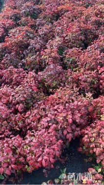 高度35厘米火焰南天竹