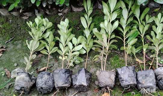 高度25厘米海桐