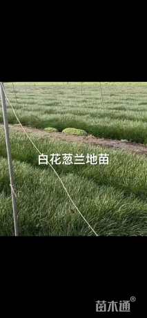 高度20厘米白花葱兰