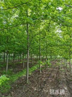 12公分美国红枫