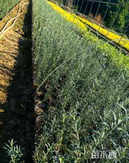 高度20厘米柳叶星河