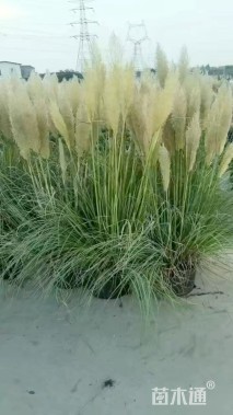 高度100厘米矮蒲苇