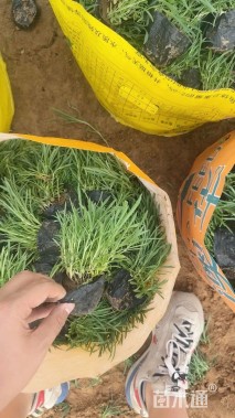 高度15厘米石竹