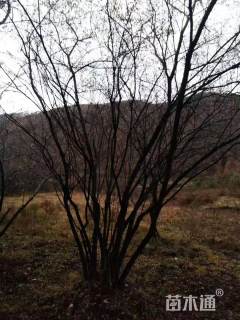 高度500厘米丛生茶条槭