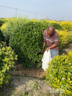 冠幅220厘米大叶黄杨球