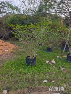 高度1.5厘米狗牙花