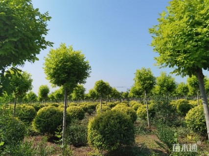 8公分金叶白蜡
