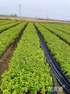 高度30厘米毛鹃