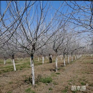 11公分白兰地海棠