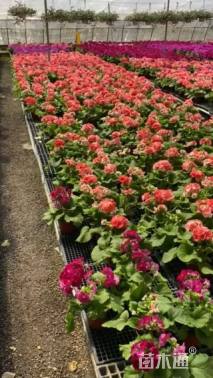 高度25厘米金叶卫矛