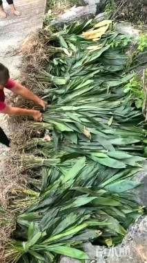 高度50厘米一叶兰