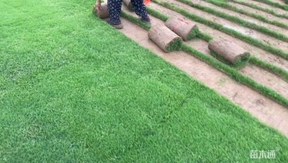 草毯状百慕大草